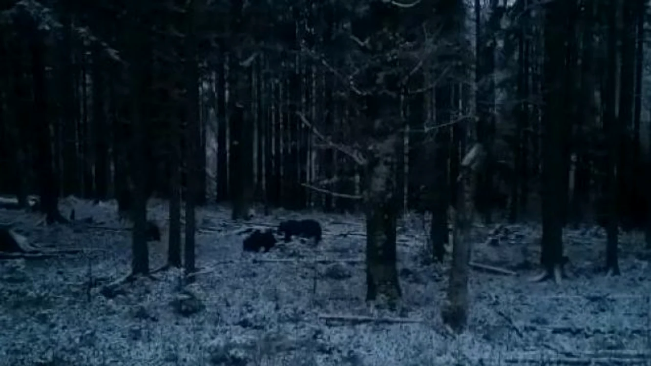 ursoaica pui sureanu