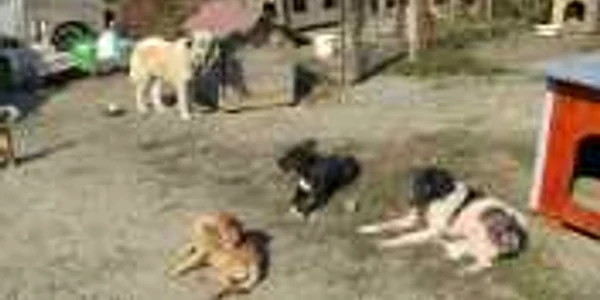 Câinii din Dărmăneşti vor fi împuşcaţi