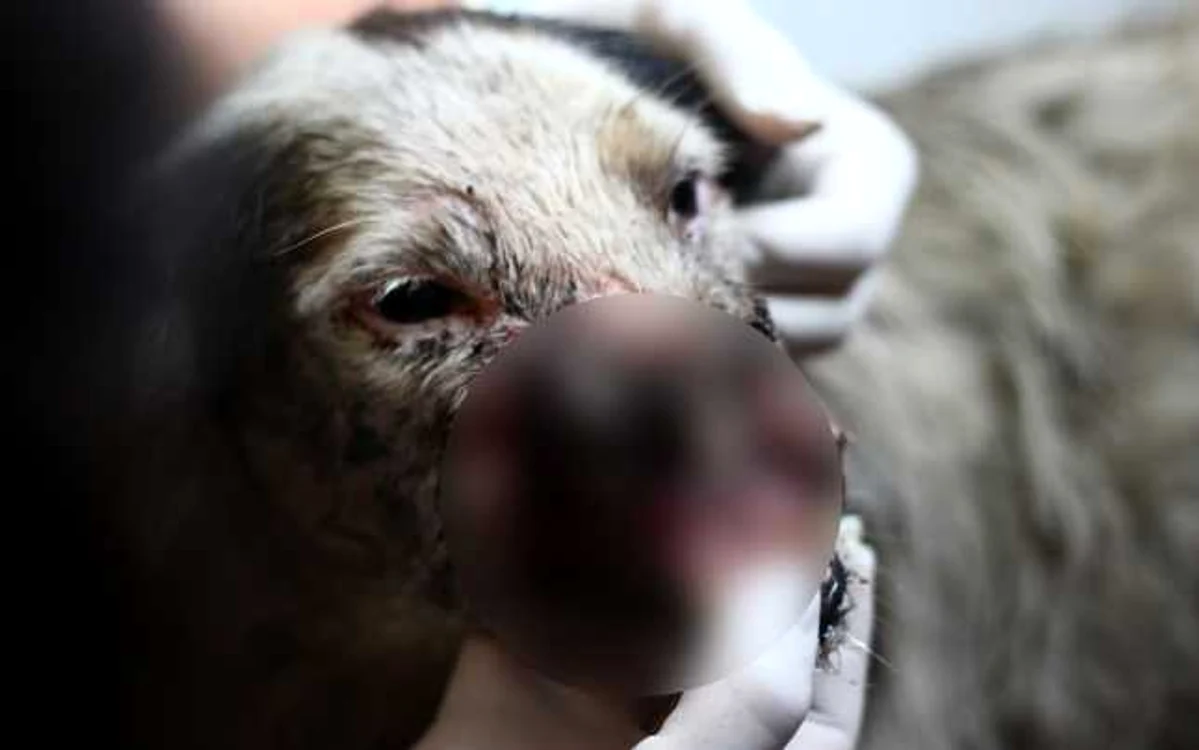 Căţeluşa a fost lovită cu bestialitate şi supusă de urgenţă unei intervenţii chirurgicale FOTO Vier Pfoten