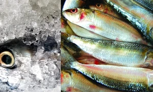 peste proaspat si peste congelat jpg