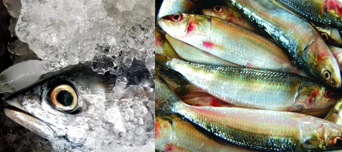 Pește proaspăt sau pește congelat? Beneficii și dezavantaje / FOTO: arhivă Click