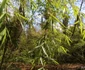Parcul Dendrologic din Simeria Foto Daniel Guță ADEVĂRUL (46) JPG