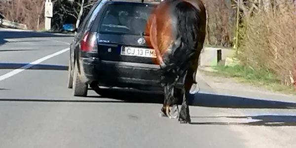 cal cluj 