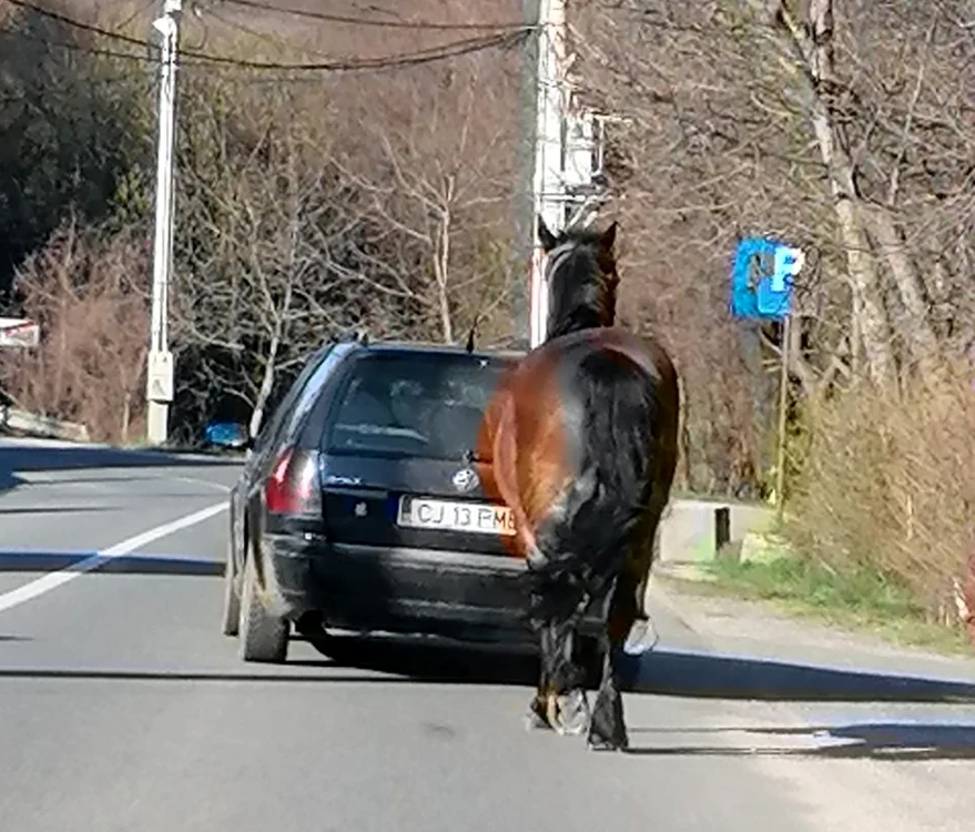 Calul a fost legat de maşină. FOTO: captura video