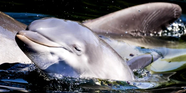 Un pui de delfin nou-născut înoată alături de mama lui Roxy în parcul mamiferelor marin e Dolfinarium în Harderwijk Olanda FOTO EPA / Koen Van Weel