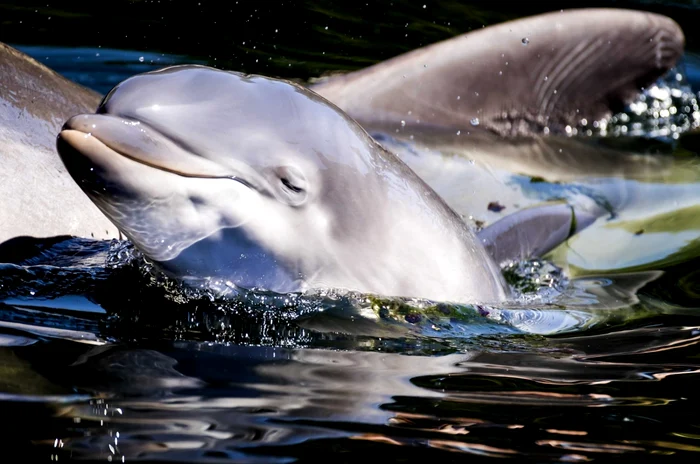 Un pui de delfin nou-născut înoată alături de mama lui Roxy în parcul mamiferelor marin e Dolfinarium în Harderwijk Olanda FOTO EPA / Koen Van Weel