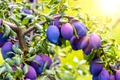 prune pruni istock jpg