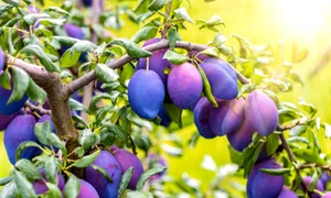 prune pruni istock jpg