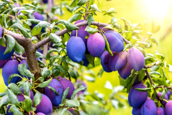 Cum trebuie să îngrijim prunii în luna mai / foto: IStock