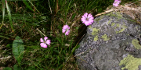 Lychnis nivalis (© Mihai Miclăuş)