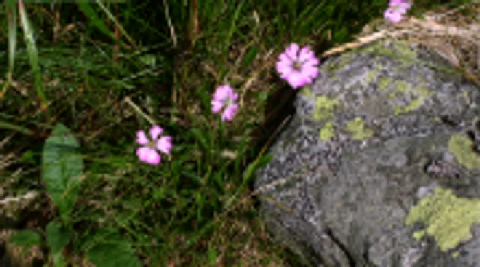 Lychnis nivalis (© Mihai Miclăuş)