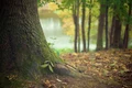 tree 569275 1920 jpg
