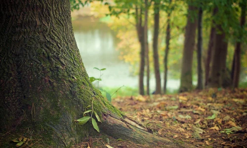 tree 569275 1920 jpg