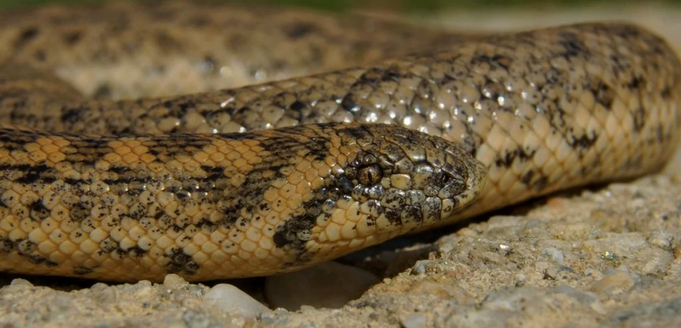 Un boa de nisip a fost găsit în fauna din România.