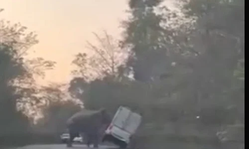 atac elefant jpg