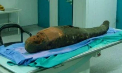 Egiptologii au descoperit în craniul unei mumii o unealtă folosită pentru lichefierea creierului jpeg