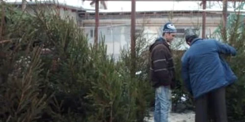 Neamţ: Au apărut primele cazuri de tăieri ilegale de pomi de Crăciun