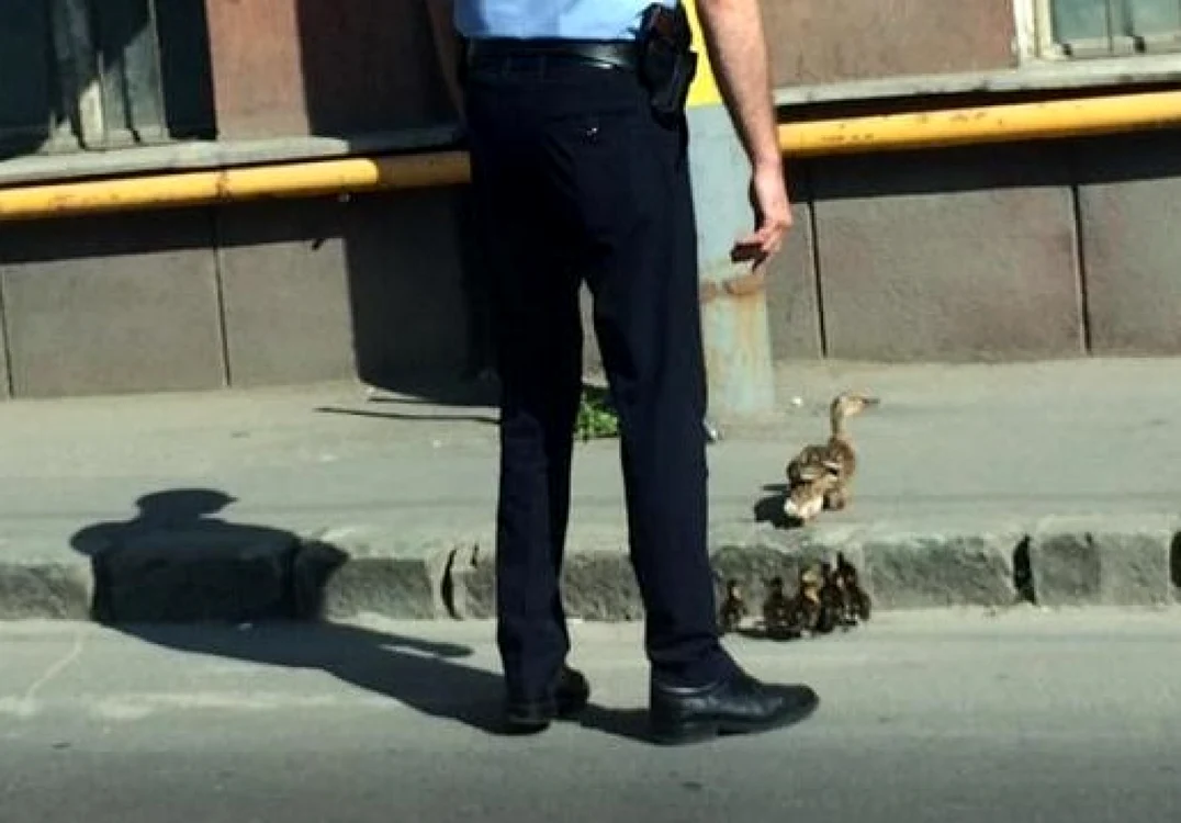 Raţă cu pui, ajutate să traverseze o şosea intens circulată din Cluj  FOTO stiridecluj.ro
