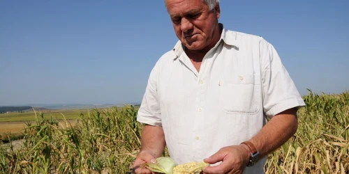 Seceta a făcut deja ravagii în agricultură