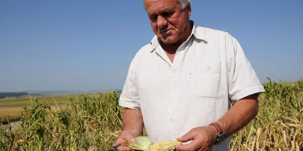 Seceta a făcut deja ravagii în agricultură