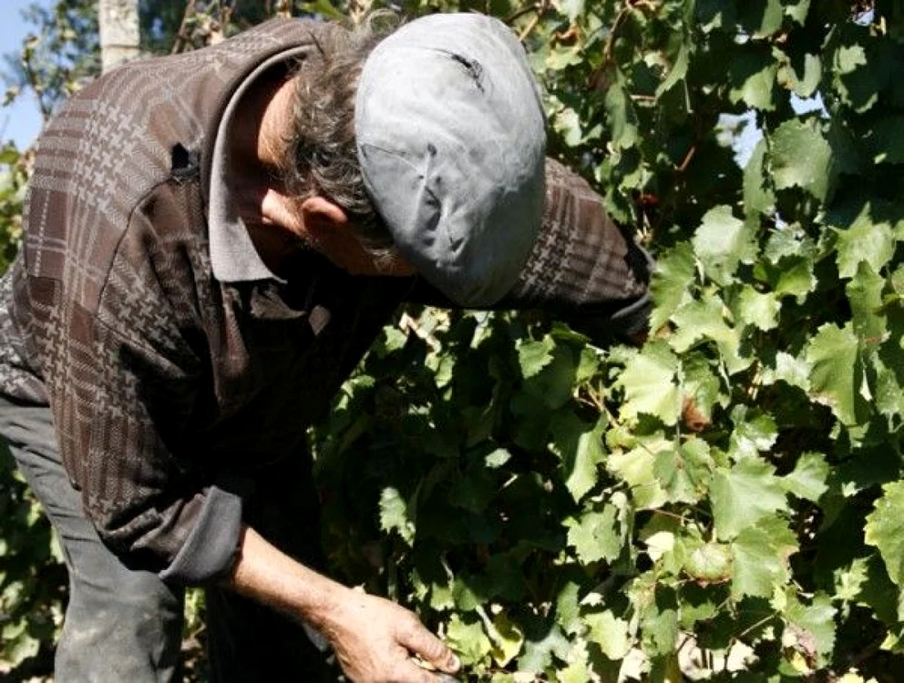 Viticultorii s-au trezit datori vânduţi la sănătate