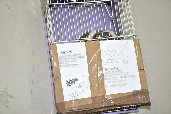 De multe ori, peste noapte, mai ales în momentul în care ajung în tranzitul de destinaţie, animalele primesc apă şi mâncare din partea poştaşilor