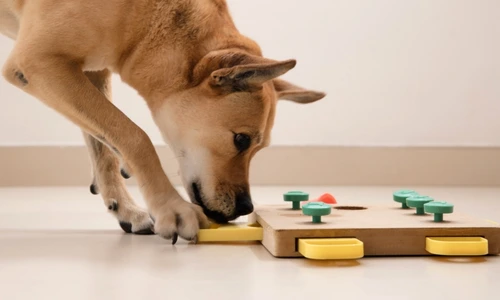 un caine inteligent jpg