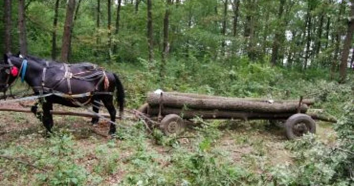 Ploieşti: Tăieri ilegale de lemne în zona Ocolului Silvic Slănic