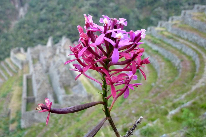 orchids inca trail JPG jpeg