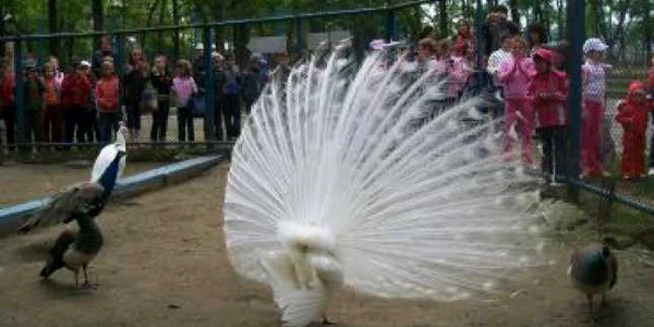Râmnicu Vâlcea: Sute de copii au vizitat Grădina Zoologică de "Ziua Copilului"