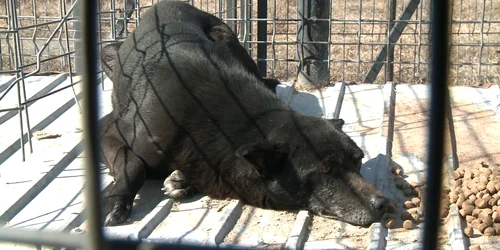 Câinii sunt eutanasiaţi şi trataţi inuman