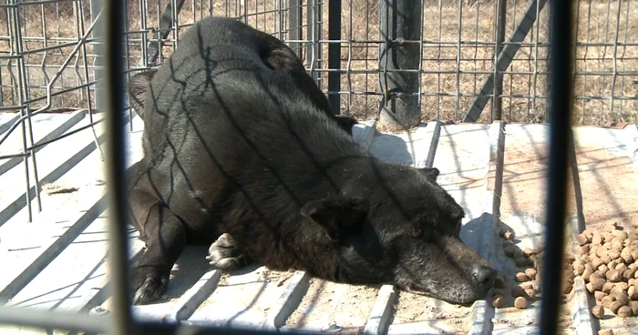 Câinii sunt eutanasiaţi şi trataţi inuman