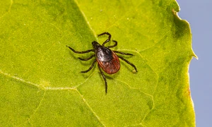 tick 5477847 1280 jpg