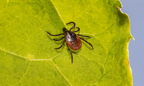 tick 5477847 1280 jpg