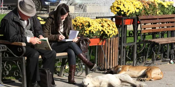 Maidanezi Iasi