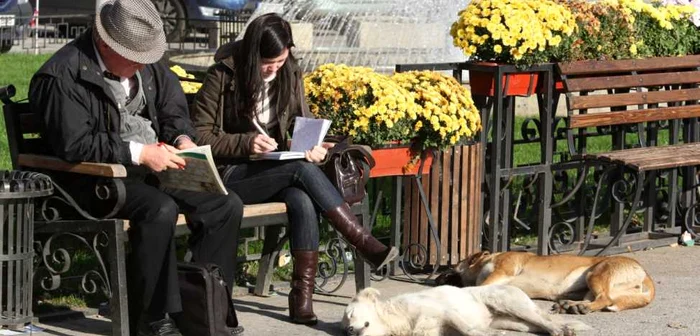 Câinii fără stăpân au devenit un "brand" al Iaşiului FOTO: Adevărul