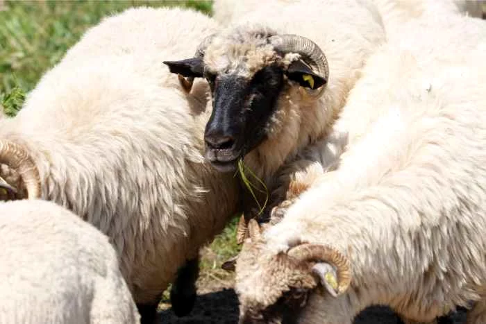 
    Cele 4.000 de oi au fost blocate timp de o lună pe navă. (Foto arhivă)  