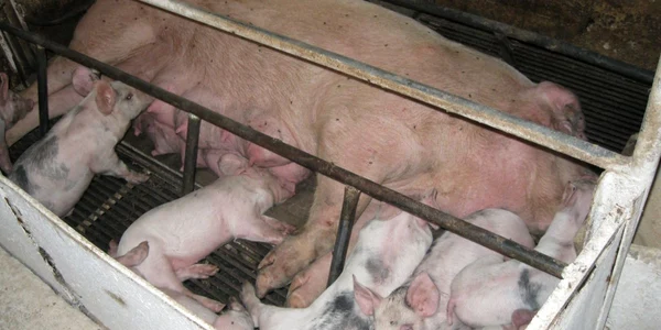 Porcii vor putea fi vânduţi după 1 decembrie