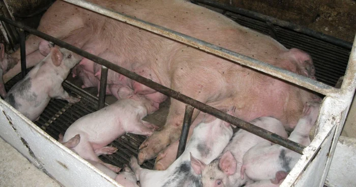 Porcii vor putea fi vânduţi după 1 decembrie