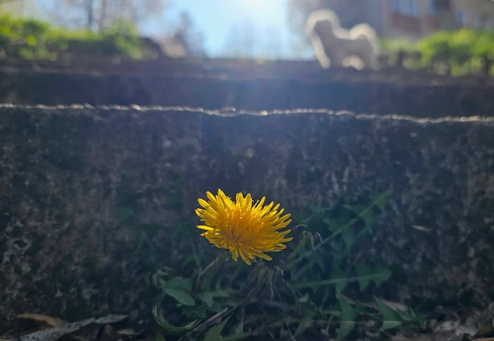 Păpădie. Foto: Daniel Guță. ADEVĂRUL