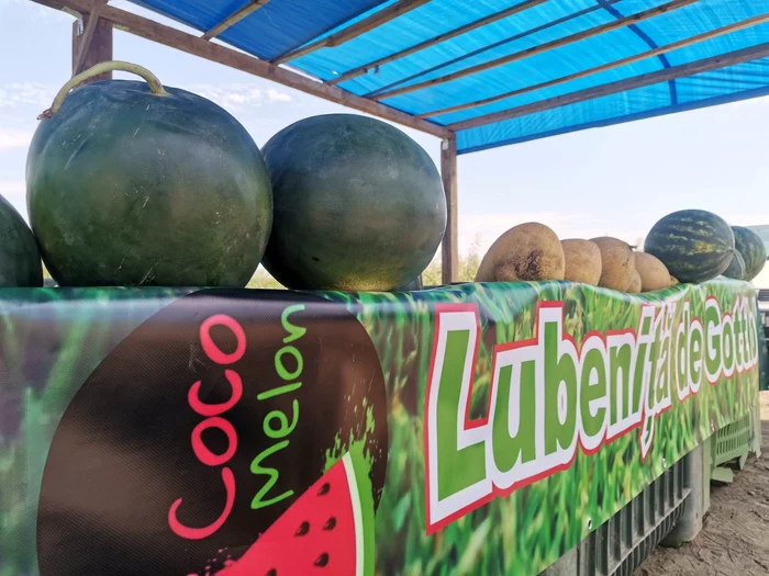 Lubeniță de Gottlob FOTO Ștefan Both