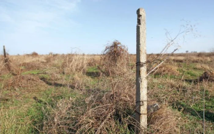 Domeniul viticol al fermei Nazarcea a fost lăsat în paragină de preoţii podgoreni