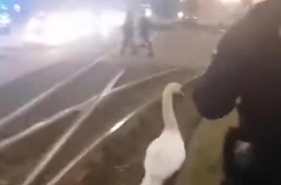 Imagini virale cu șase jandarmi care alergă după o lebădă pe o stradă din Arad VIDEO 