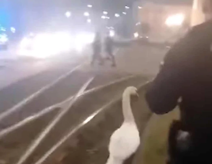 Lebăda se afla între liniile de tramvai FOTO captură Facebook Jandarmeria Arad