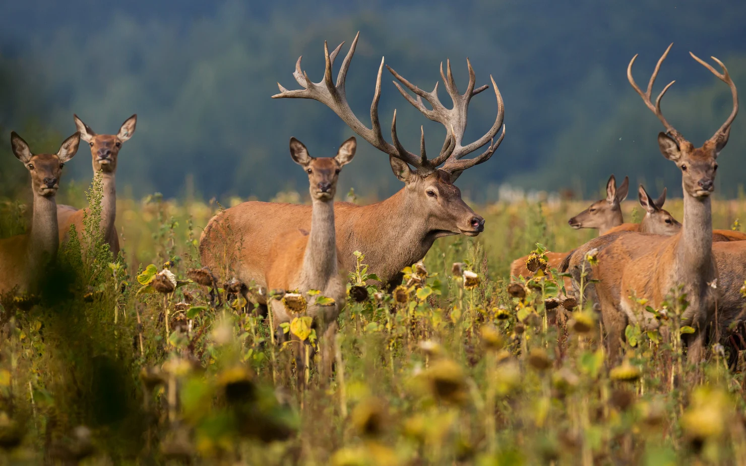 Țara europeană care ar putea interzice complet vânătoarea. Se poate aplica modelul și în România?