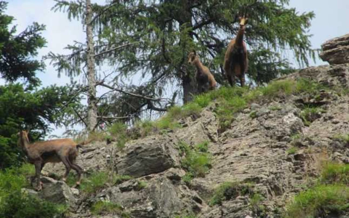 Capre Negre în Parcul Natural Putna FOTO: Ion Nicuşor Ciocănel