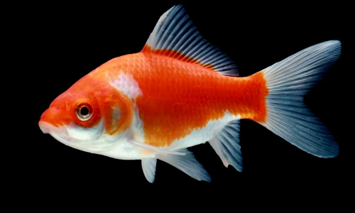 1 shutterstock 755936842 jpg jpeg