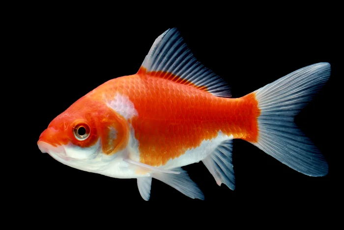1 shutterstock 755936842 jpg jpeg