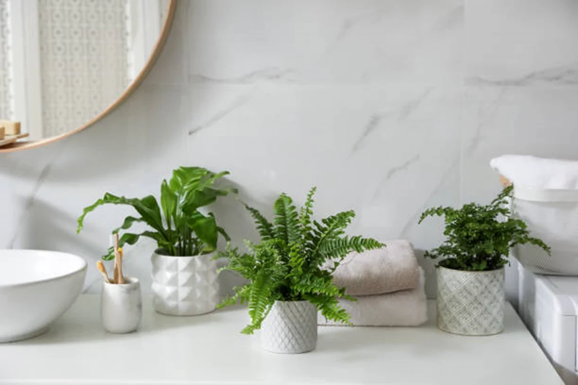 Unele plante pot împiedica apariția mucegaiului / foto: IStock
