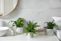 plante baie istock jpg